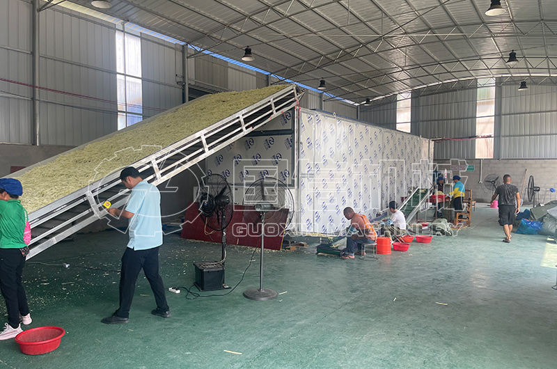 廣西來賓木瓜絲烘干現場